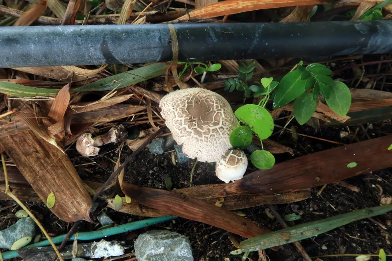 Agaricus candussoi 1 - IMG_8084